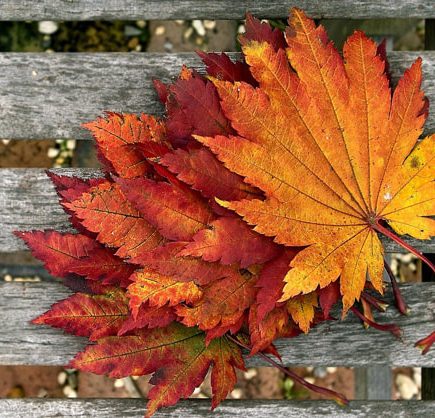 Cute Funny Fall Quotes That Remind Us of The Beauty Of This Season